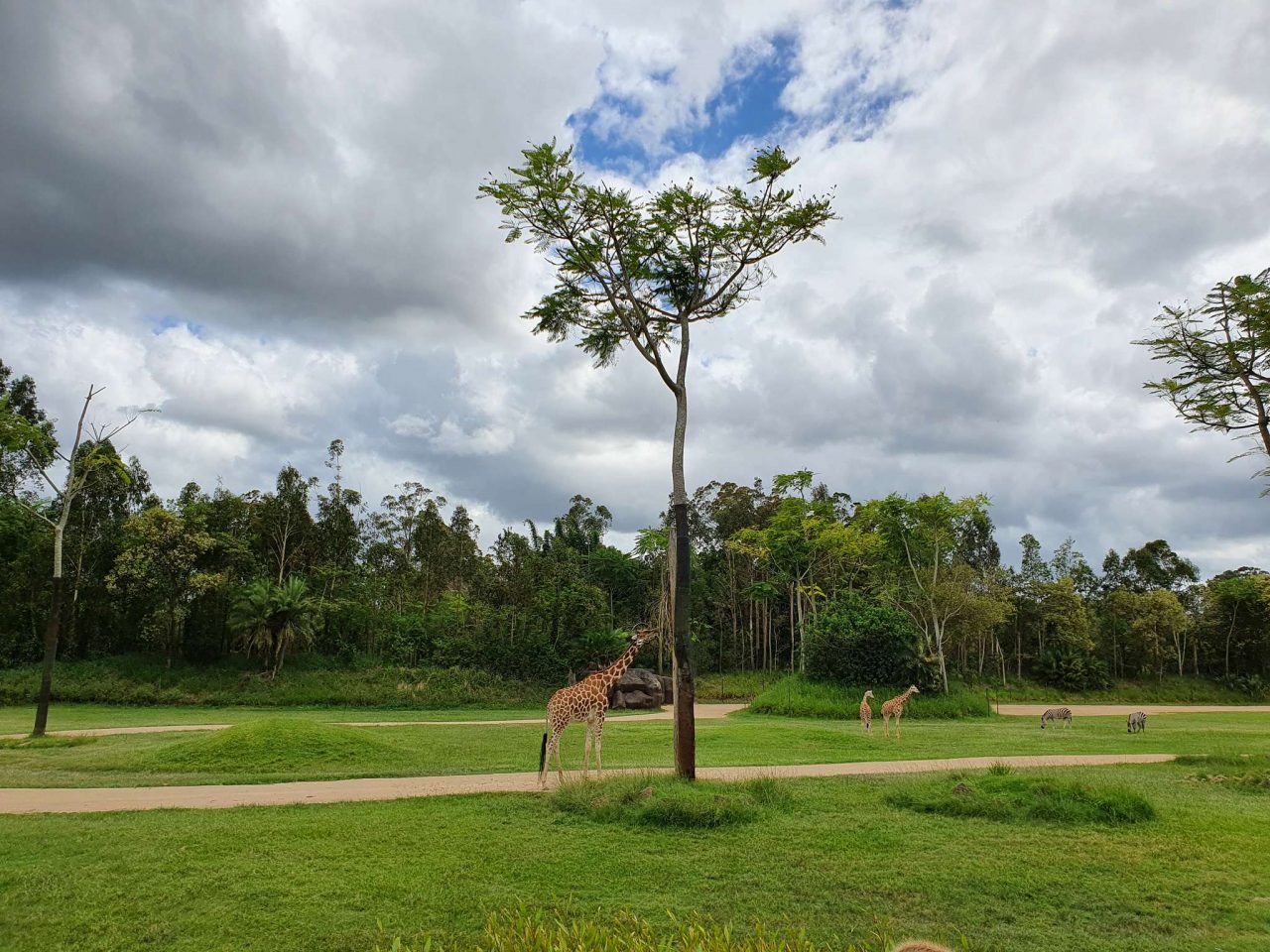 Australia Zoo Africa Zone