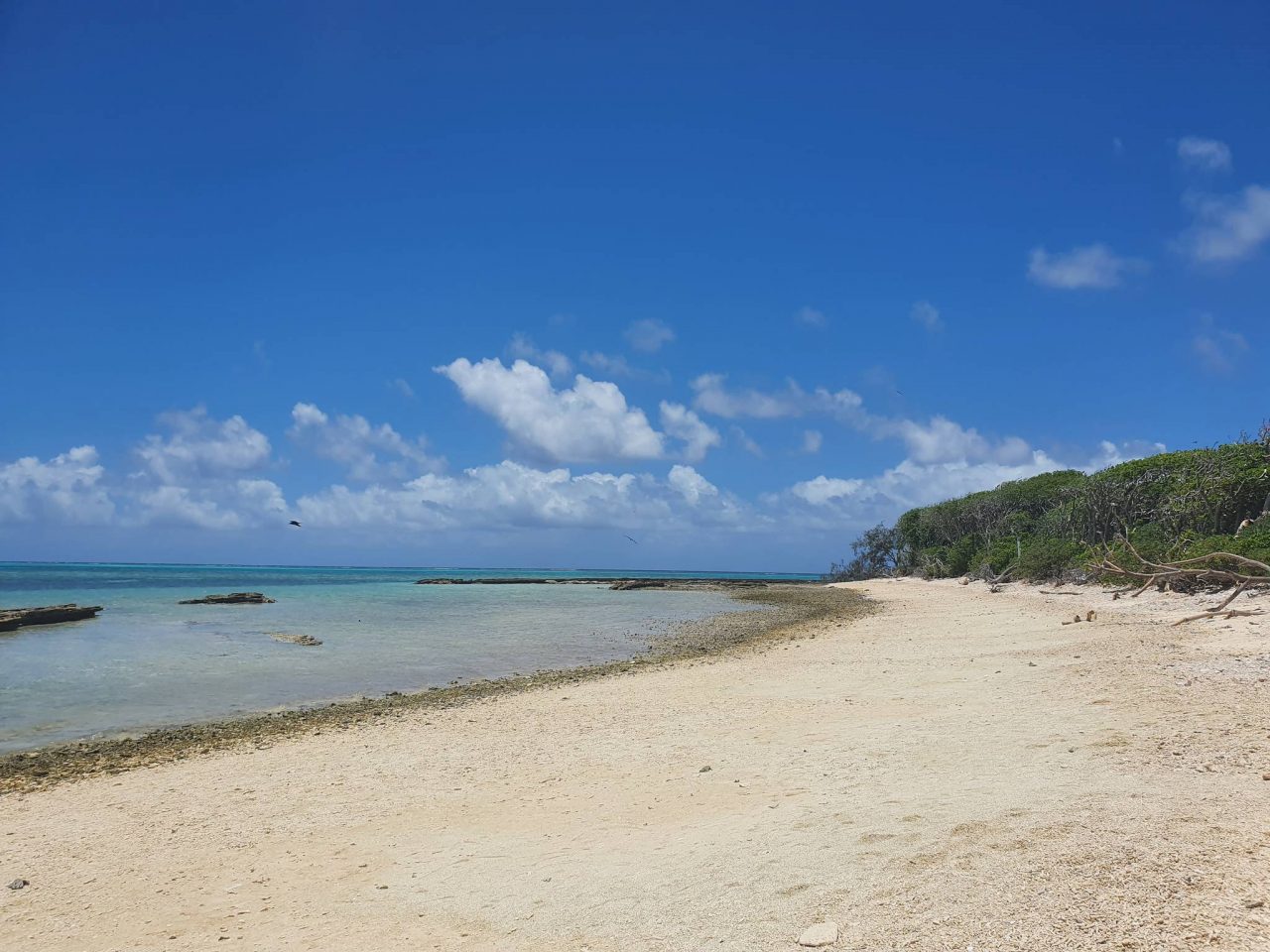 Lady Musgrave Island_4