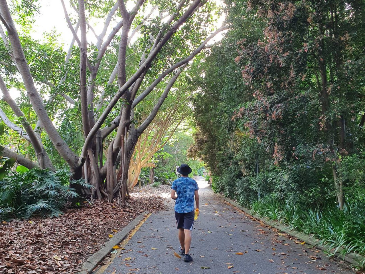 Mt. Cootha 散步