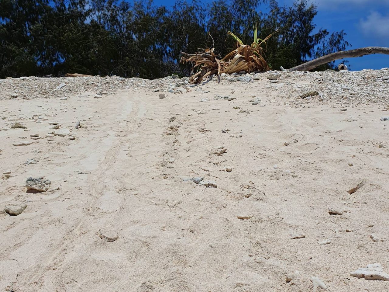 海龜的路跡